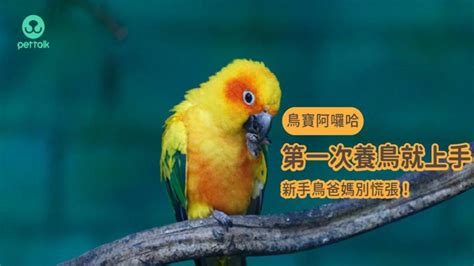 養鳥的人個性|【鳥寶阿囉哈】第一次養鳥就上手，新手鳥爸媽別慌。